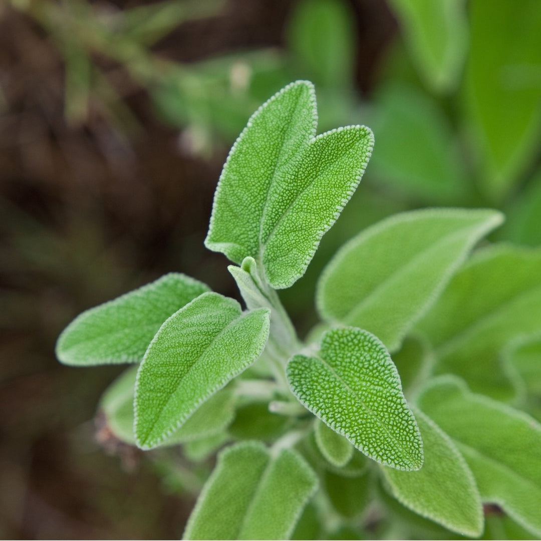 Greek Sage Tea Ikaria Blue Zone herbal tea